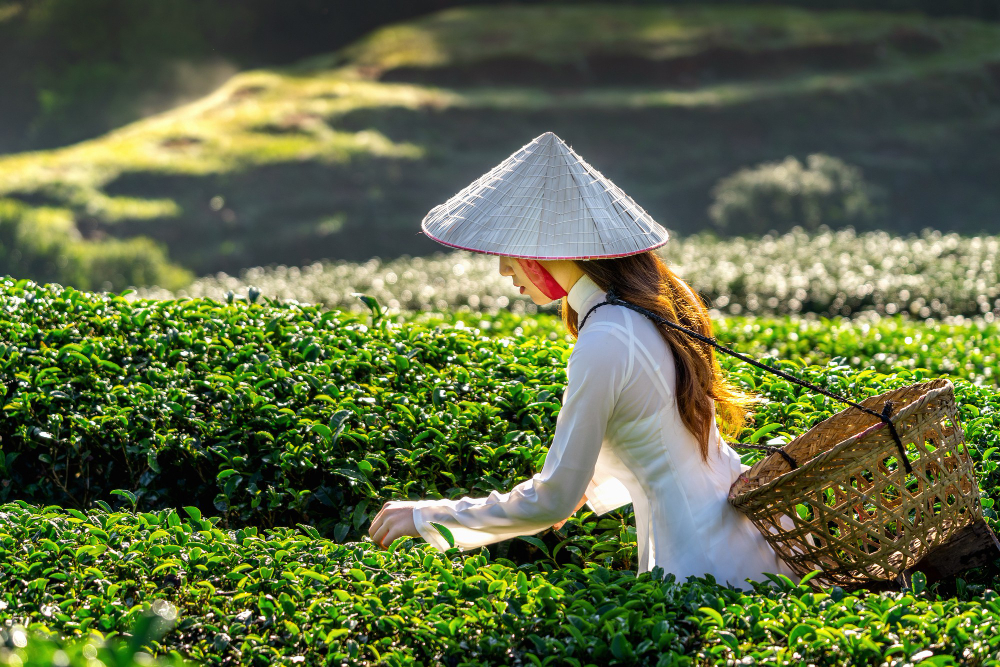 vietnam